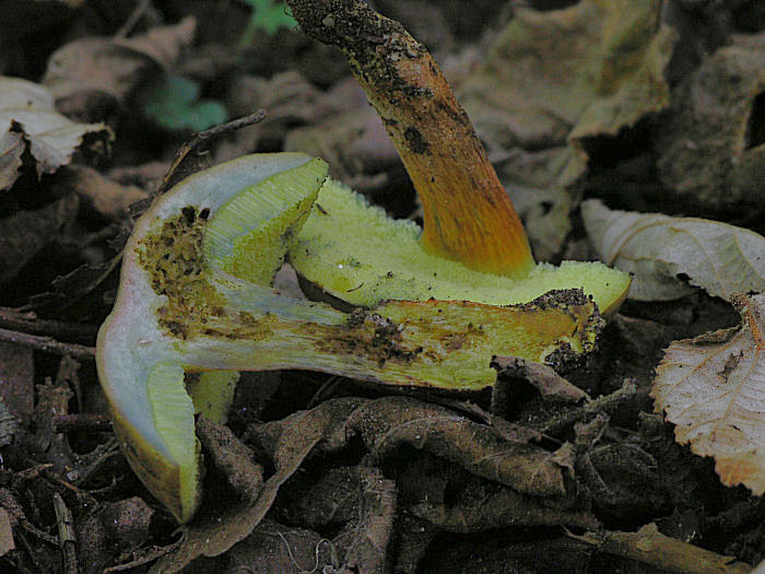 Due Xerocomus